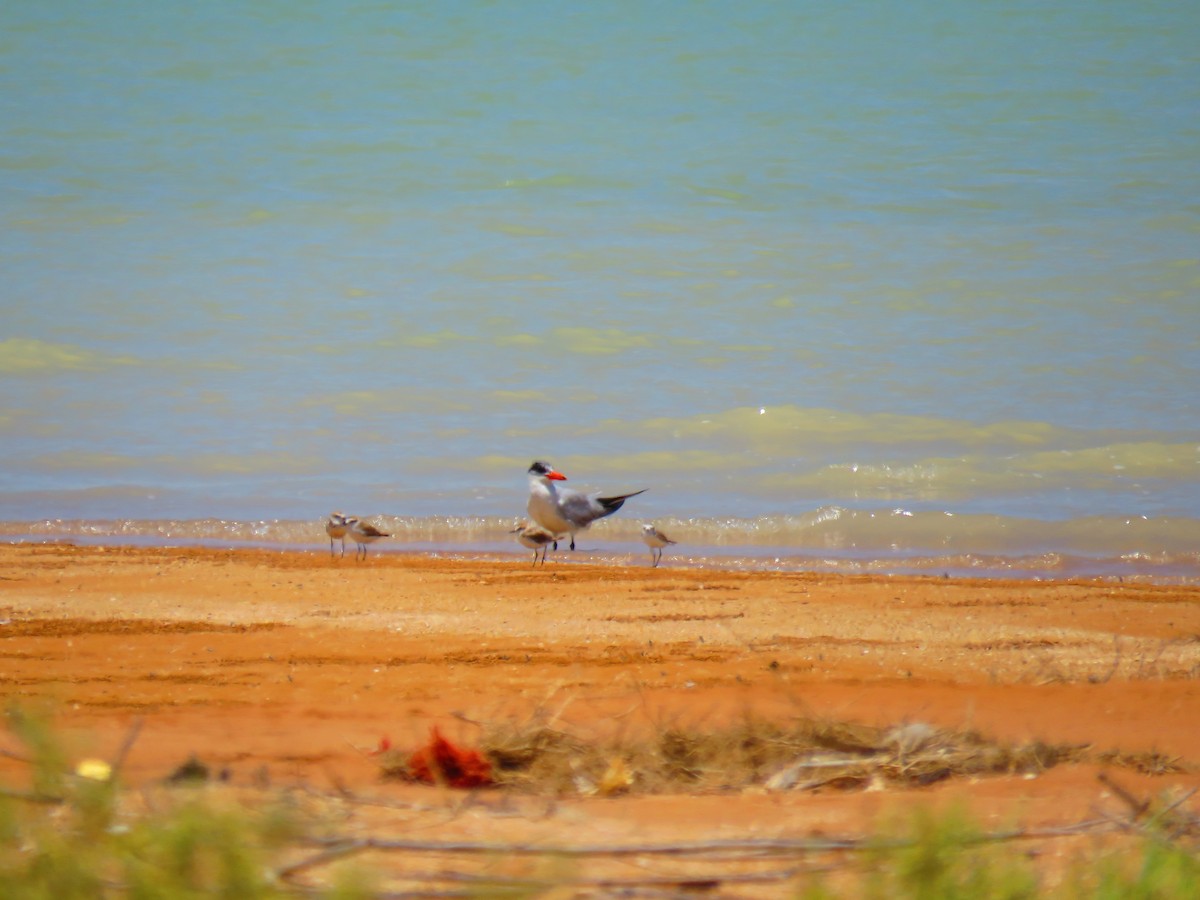 Caspian Tern - ML588729181