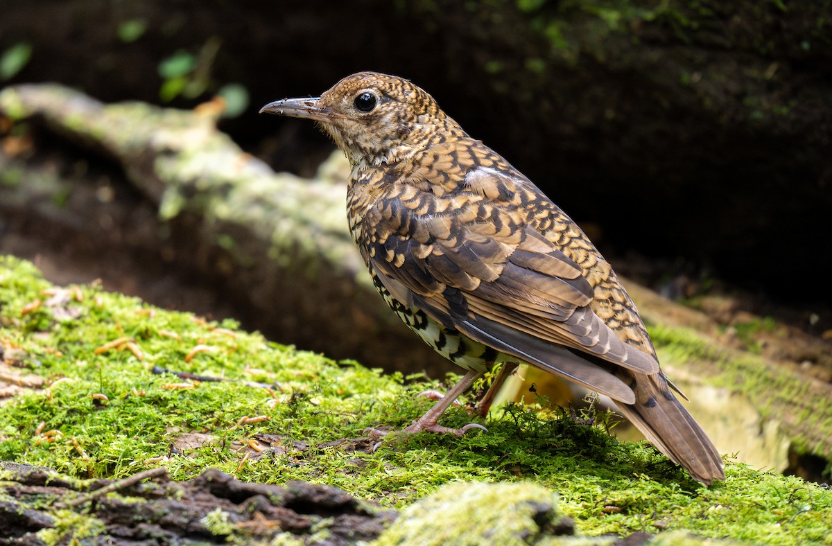 Scaly Thrush (Horsfield's) - ML588729261