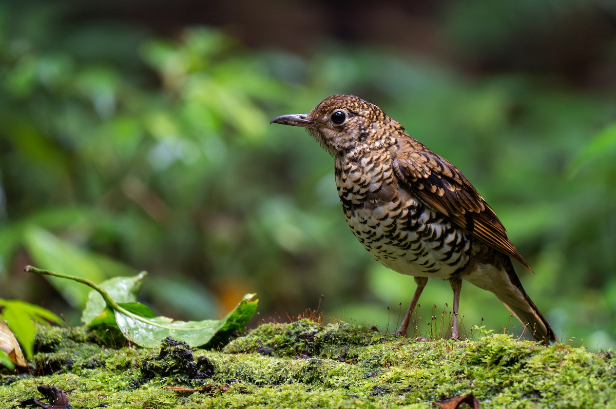 Scaly Thrush (Horsfield's) - ML588729271