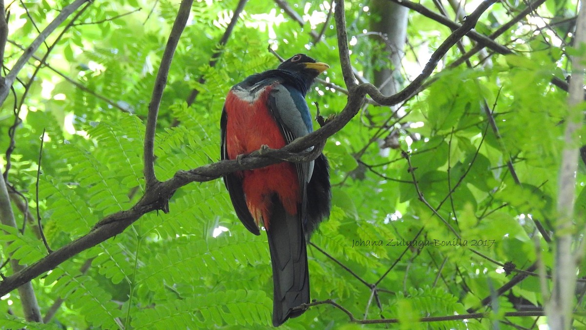 Black-tailed Trogon - ML58872961