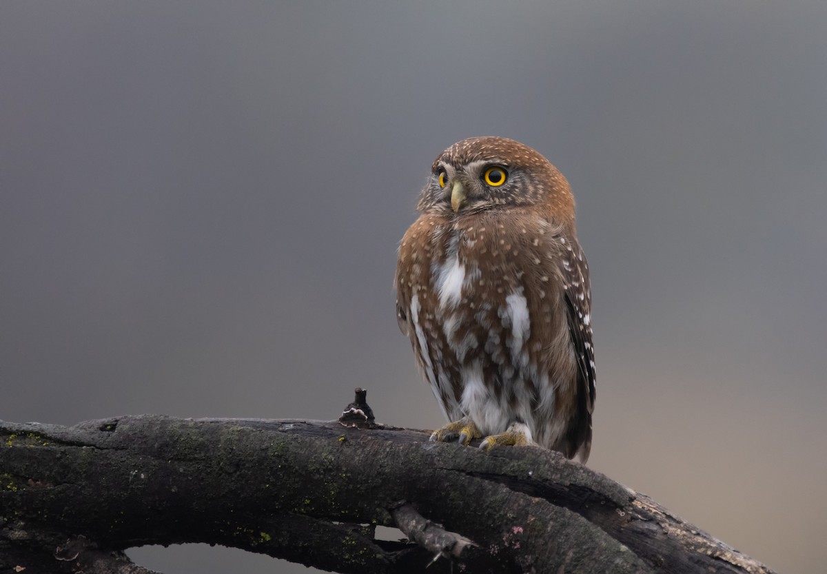 Austral Pygmy-Owl - ML588730321