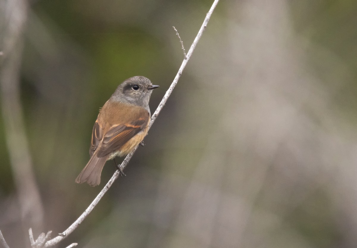 Patagonian Tyrant - ML588730381