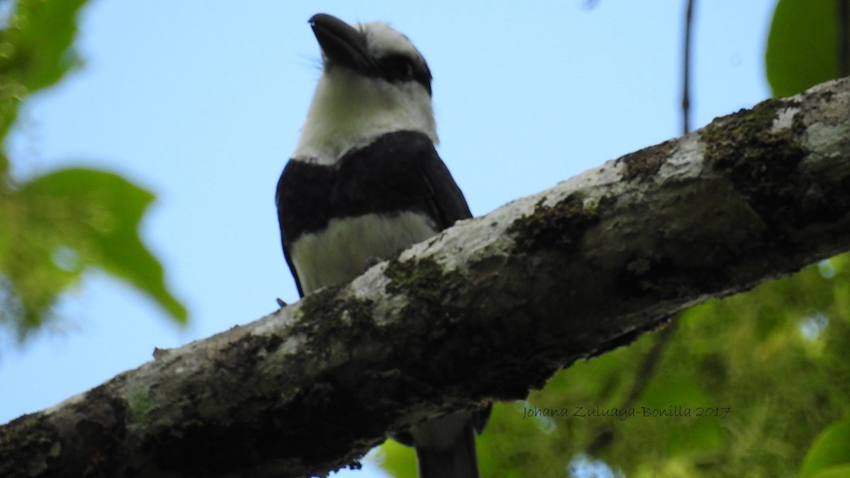 White-necked Puffbird - ML58873091