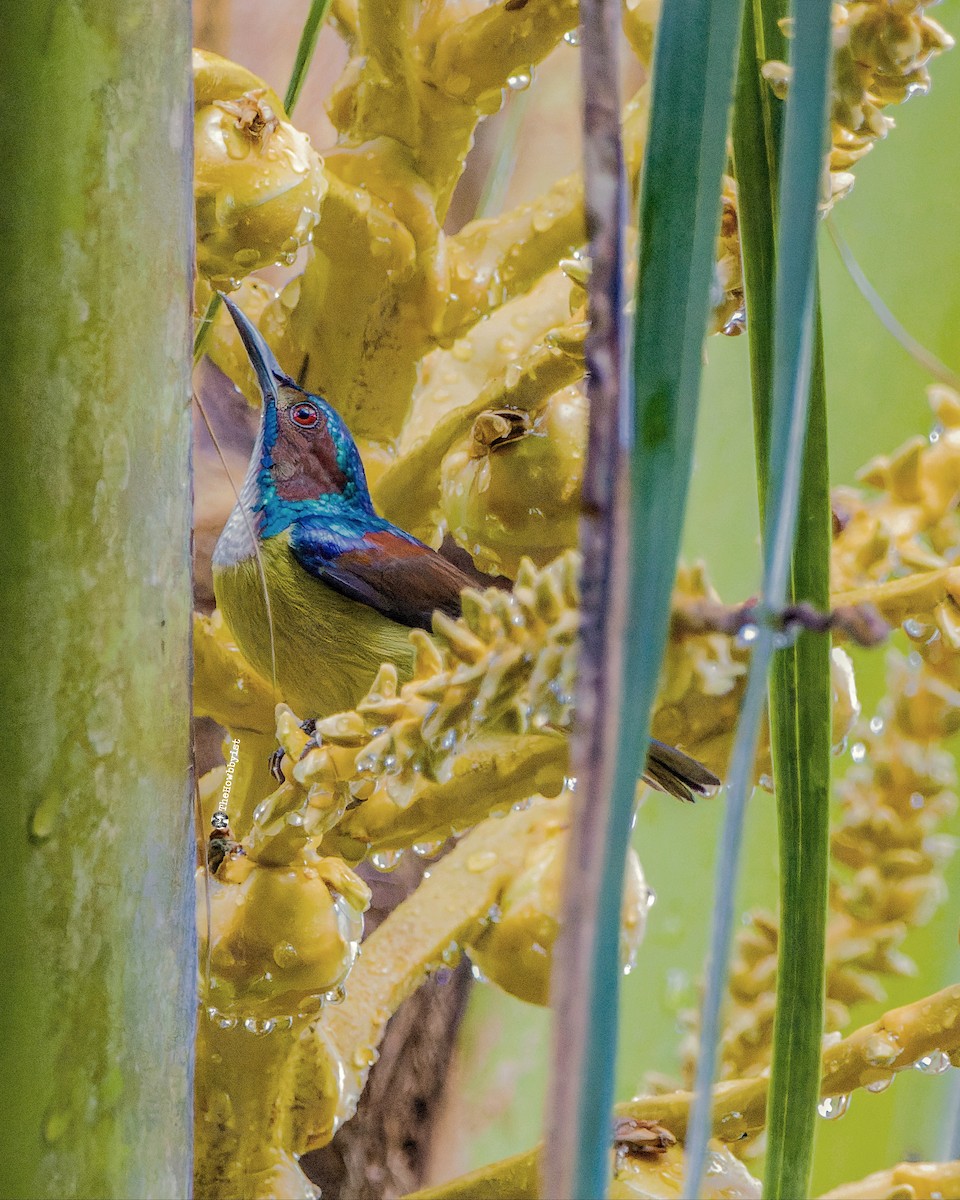 Gray-throated Sunbird - ML588731541