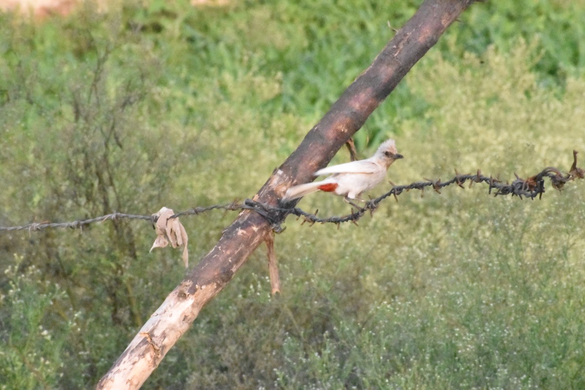 Red-vented Bulbul - ML588731641