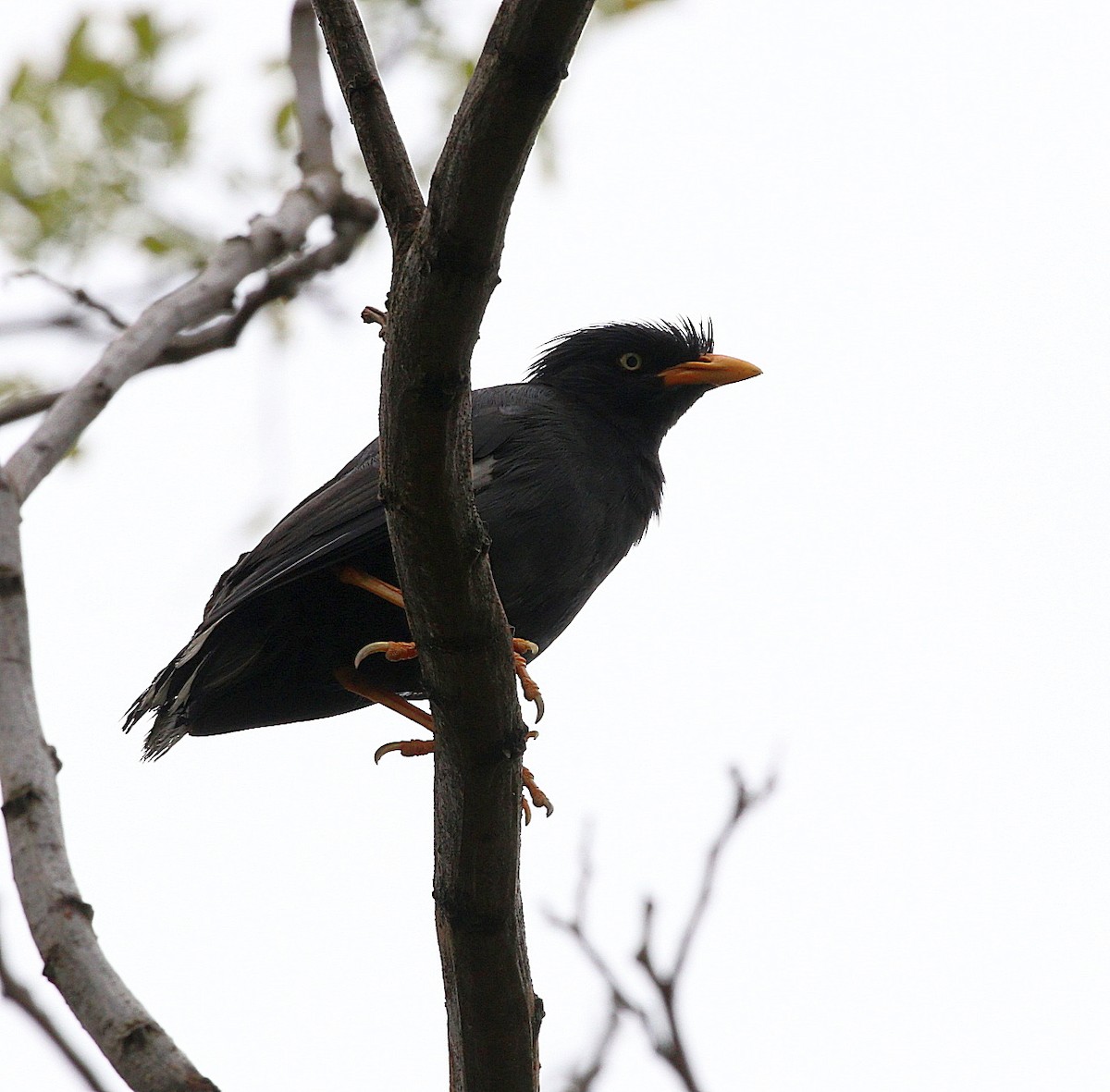 Javan Myna - ML588731901