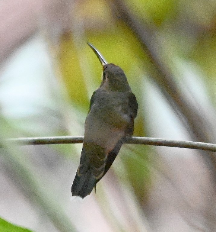 Band-tailed Barbthroat - ML588732151