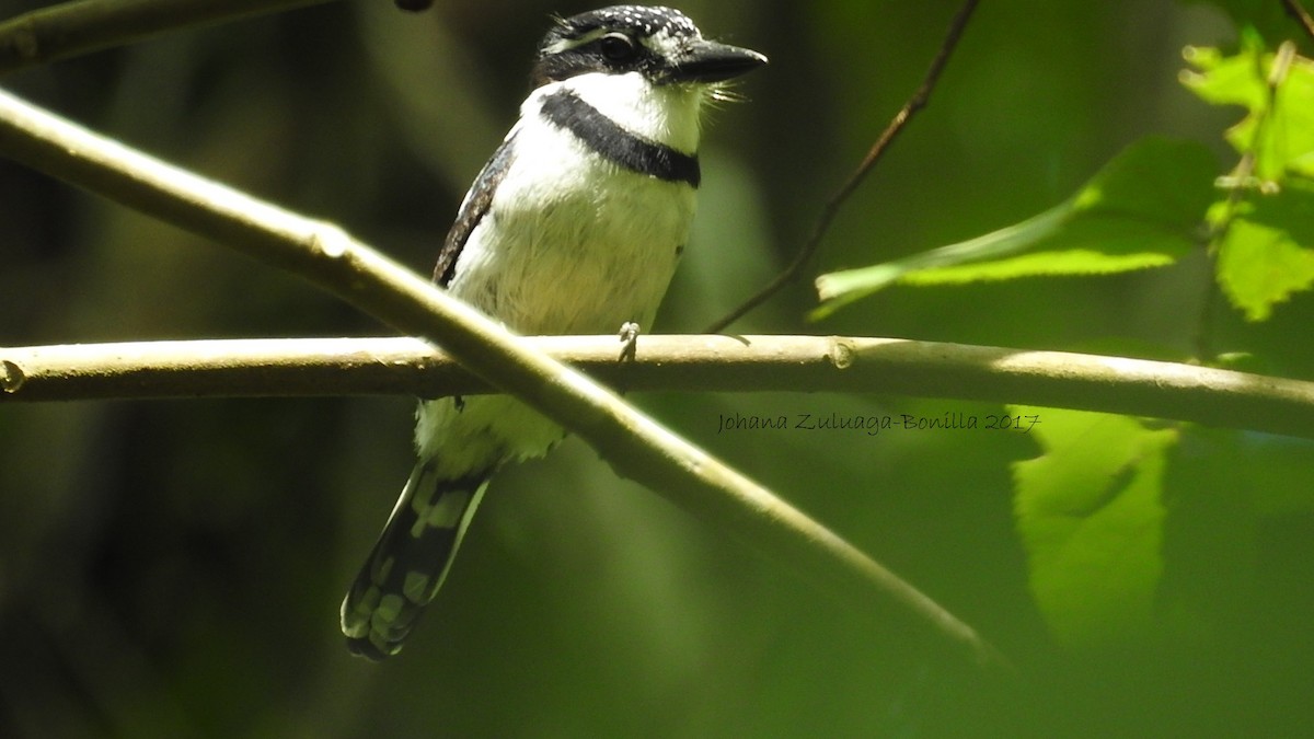 Pied Puffbird - ML58873281