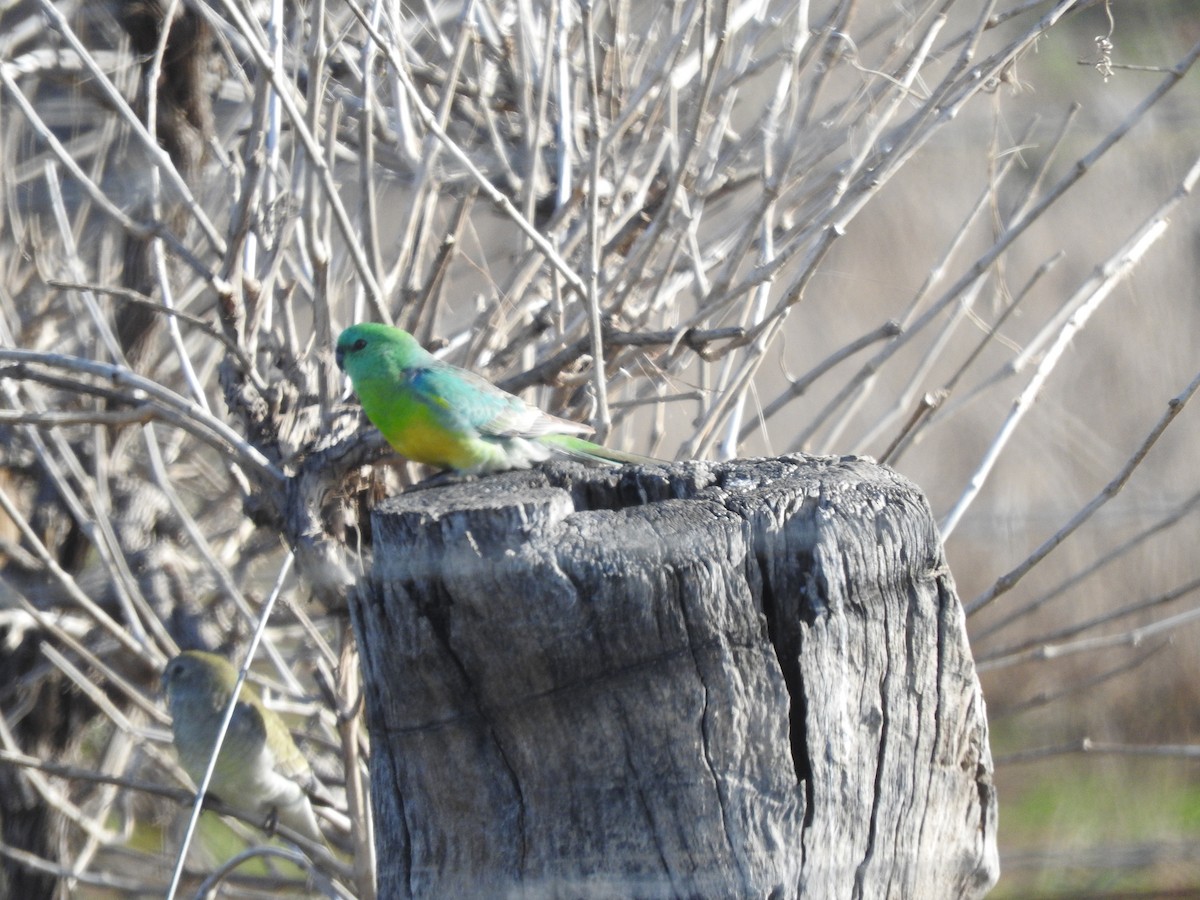 Red-rumped Parrot - ML588736911