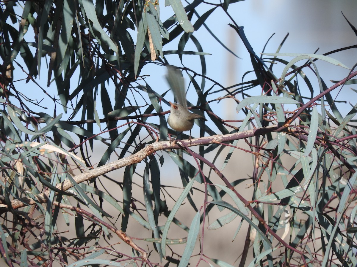 Purple-backed Fairywren - ML588737281