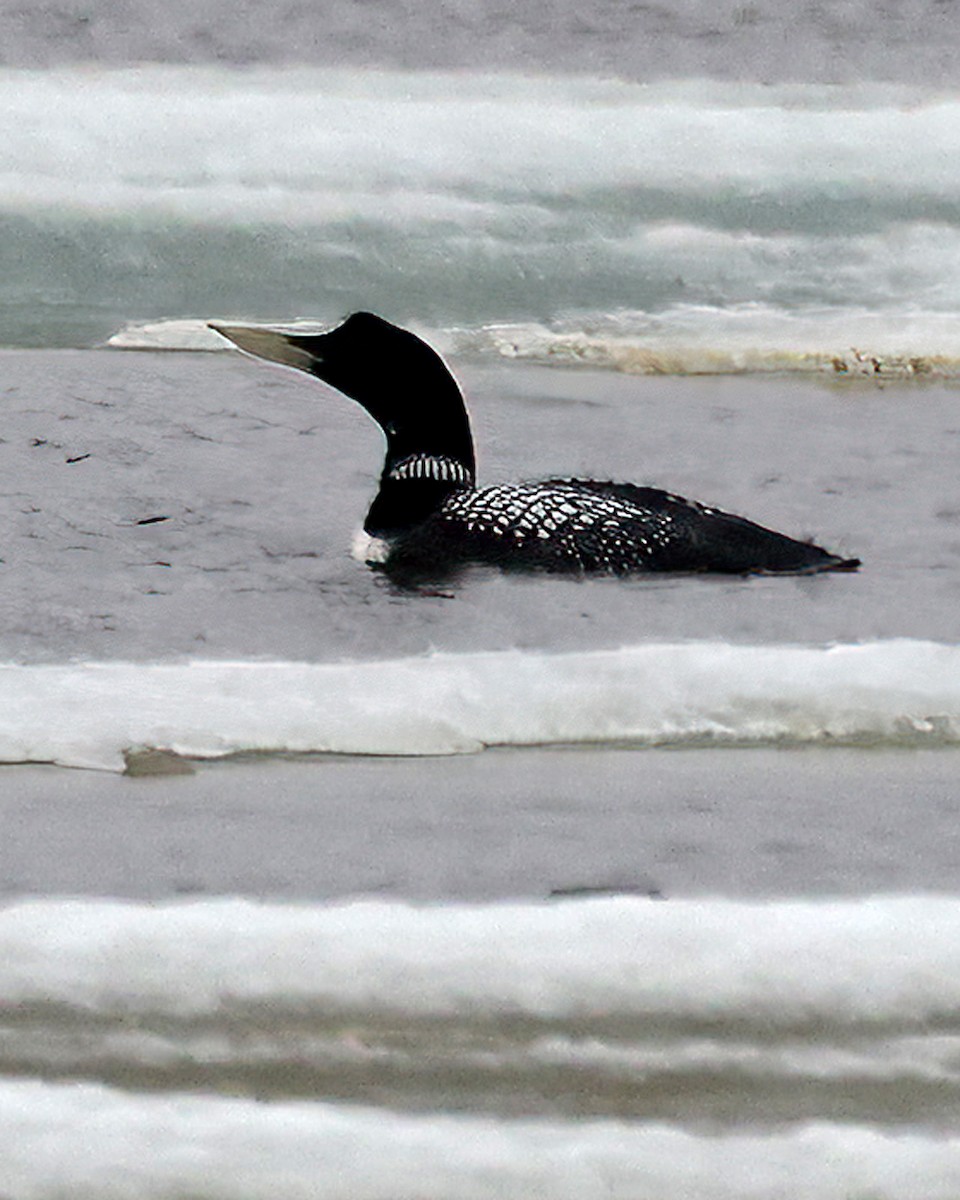 Yellow-billed Loon - ML588737781