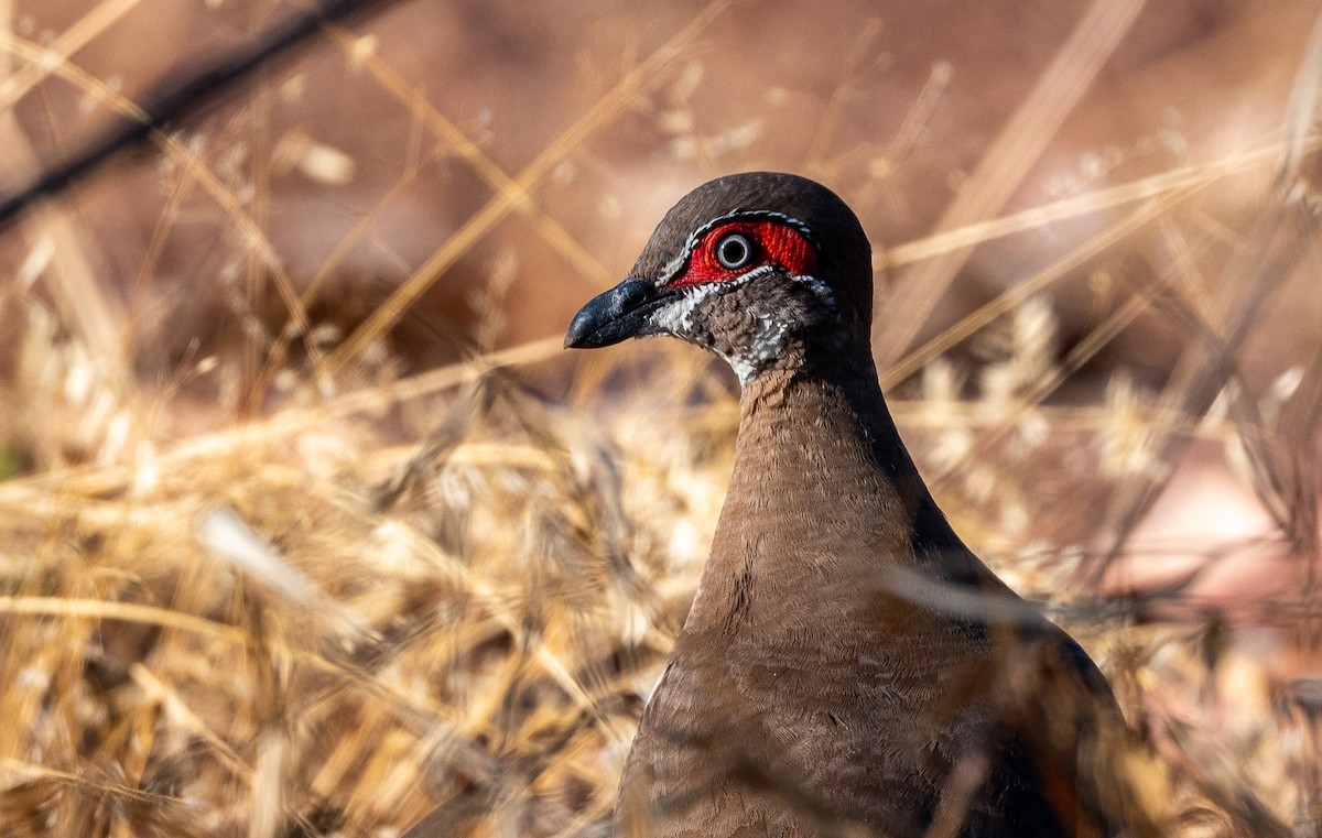Partridge Pigeon - Rob Clay