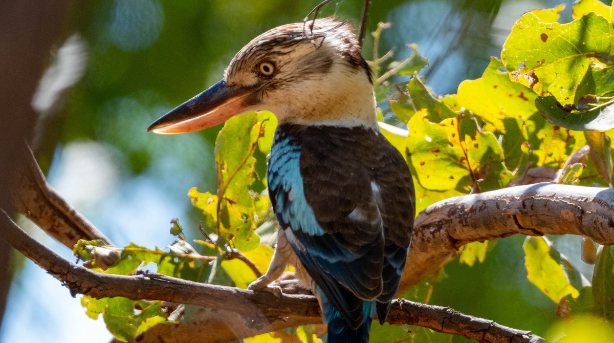 Blue-winged Kookaburra - Rob Clay