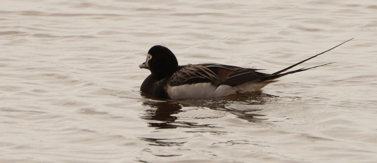 Long-tailed Duck - ML588739481