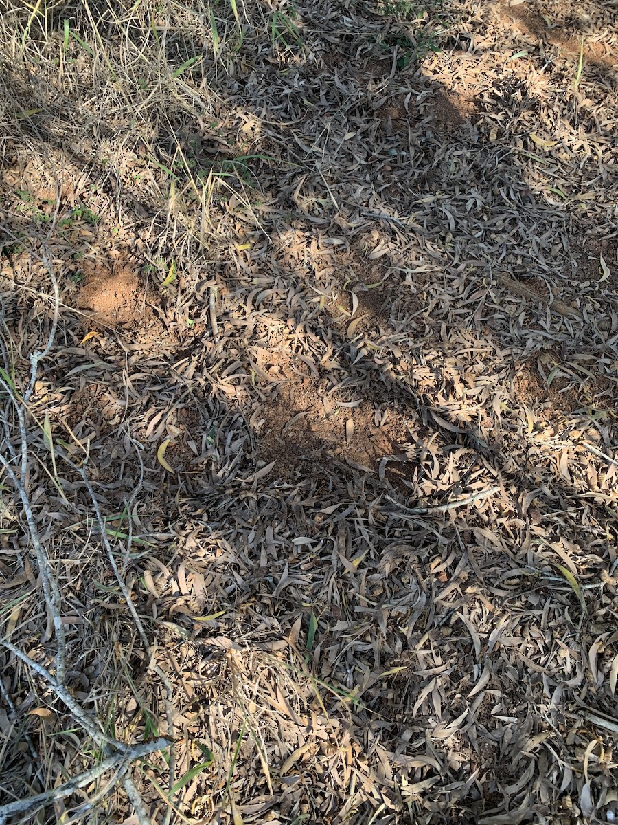 buttonquail sp. - Bremer Brisbane Birding