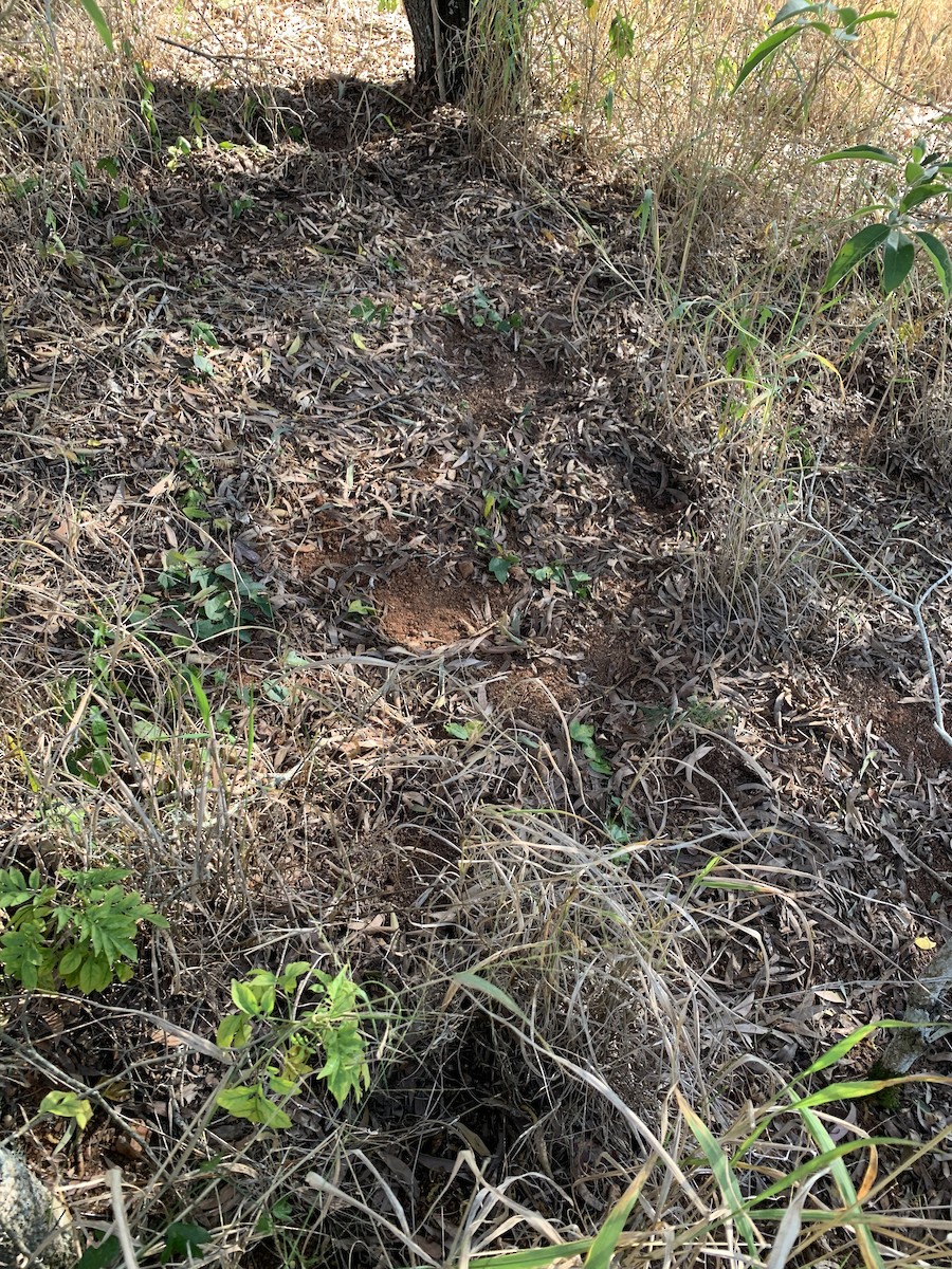 buttonquail sp. - ML588740911