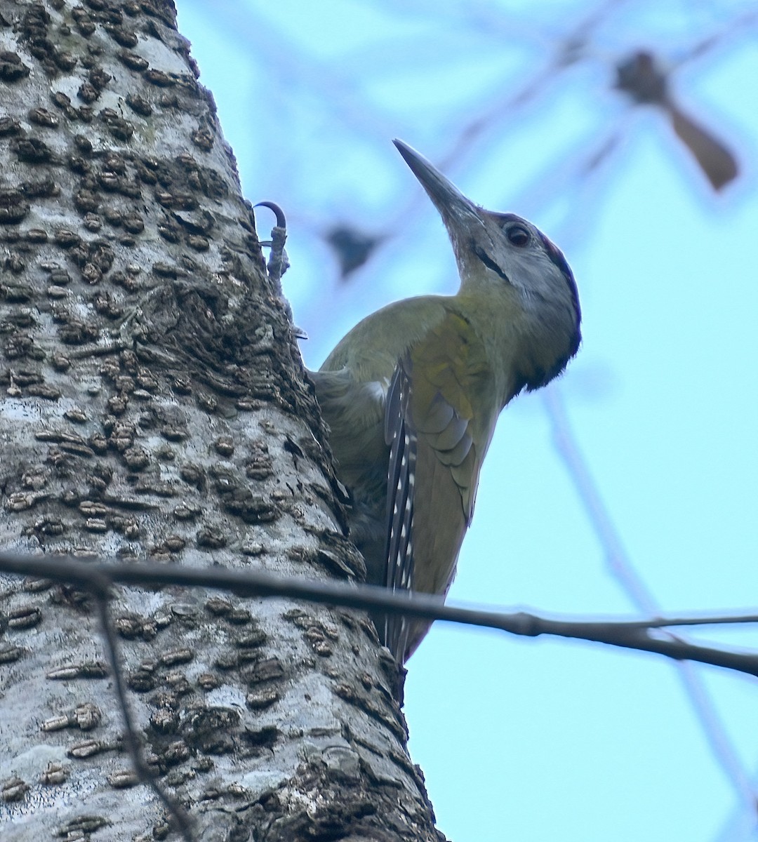 Gray-headed Woodpecker - Sudip Simha