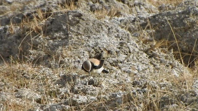 Desert Wheatear - ML588741941