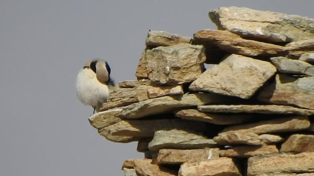 Desert Wheatear - ML588741951