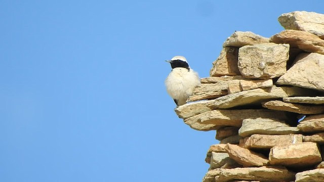 Desert Wheatear - ML588741971