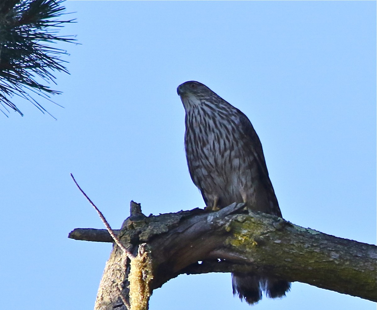 Cooper's Hawk - ML58874211