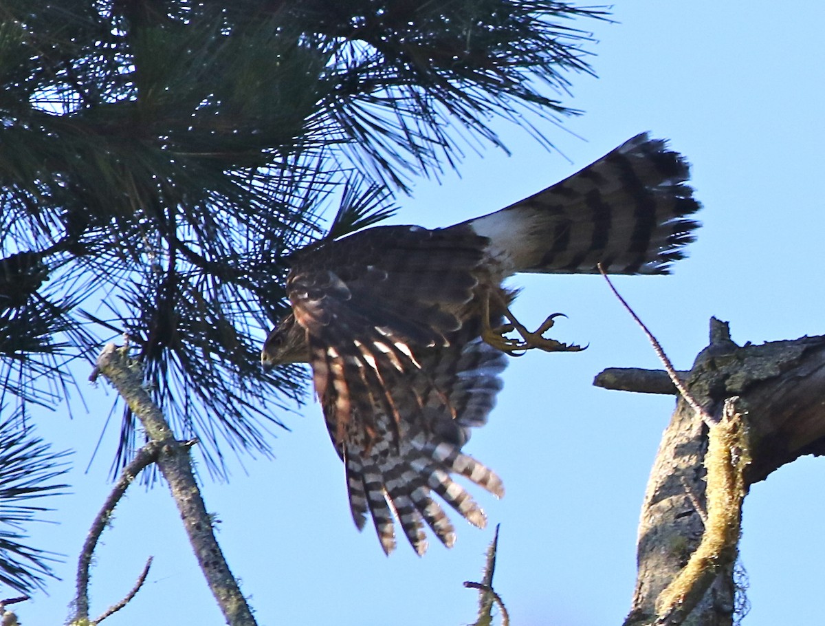 Cooper's Hawk - ML58874301