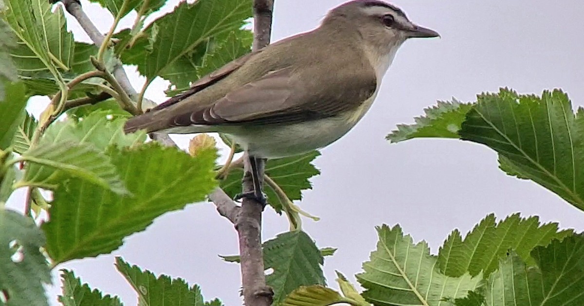 Kızıl Gözlü Vireo - ML588743171