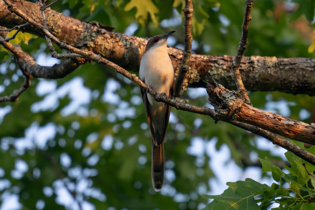 Black-billed Cuckoo - ML588743491