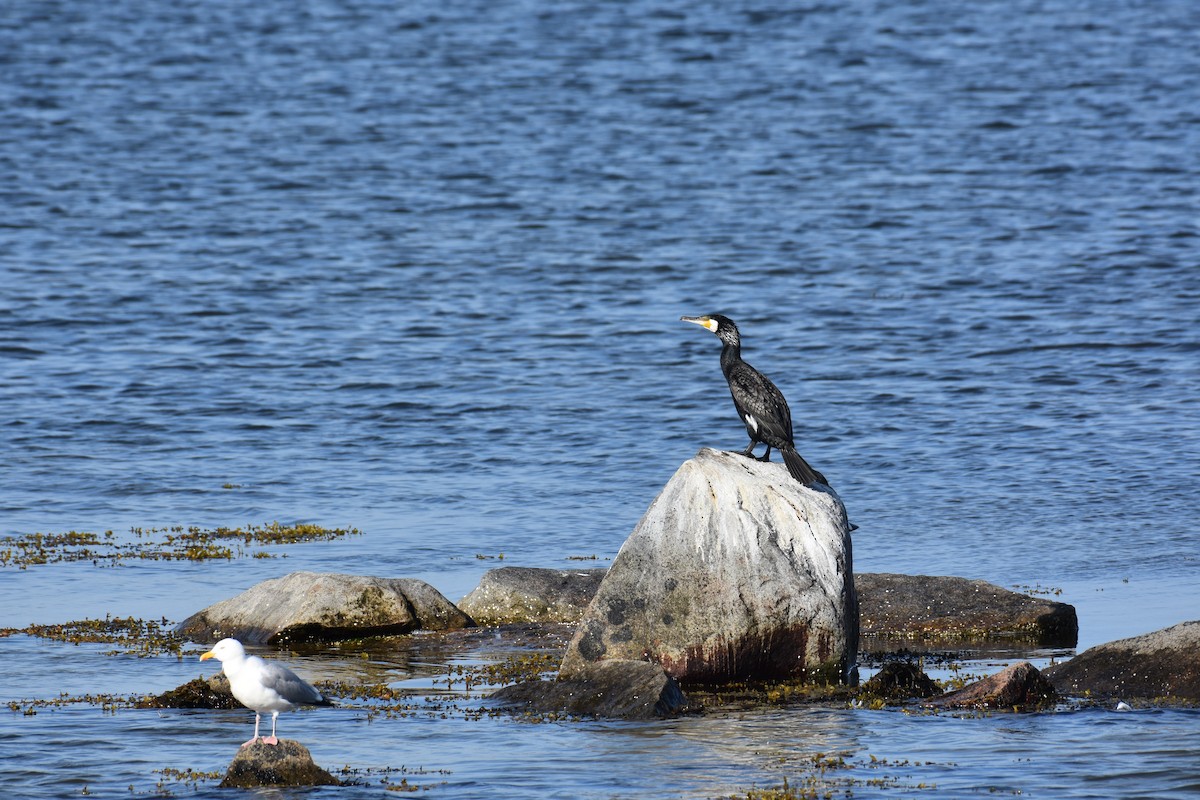 Cormorano - ML588743501
