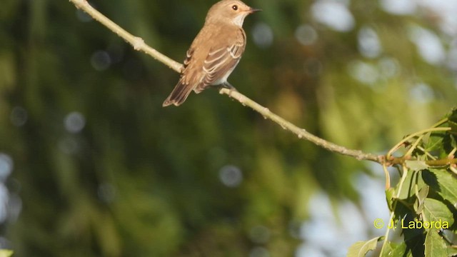 Spotted Flycatcher - ML588743581