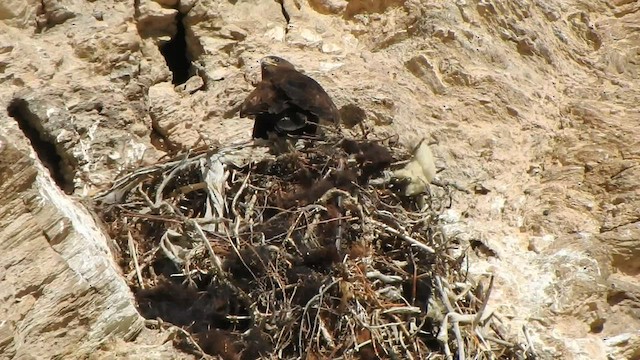 Upland Buzzard - ML588744141