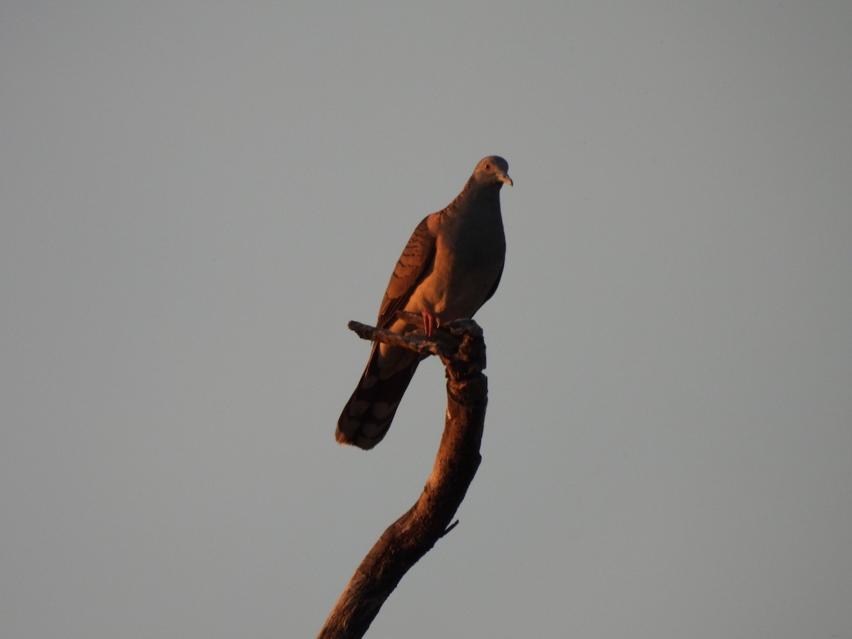 Bar-shouldered Dove - L. Burkett