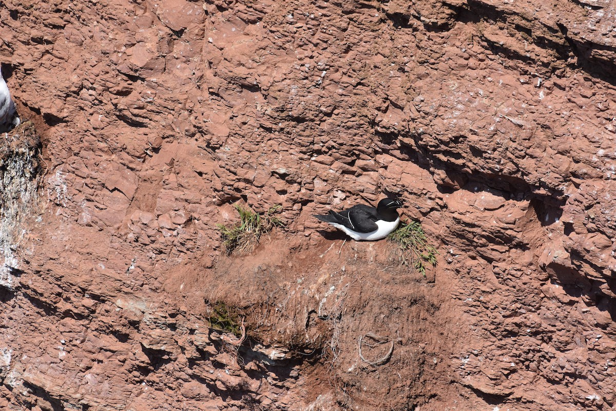 Razorbill - ML588744531