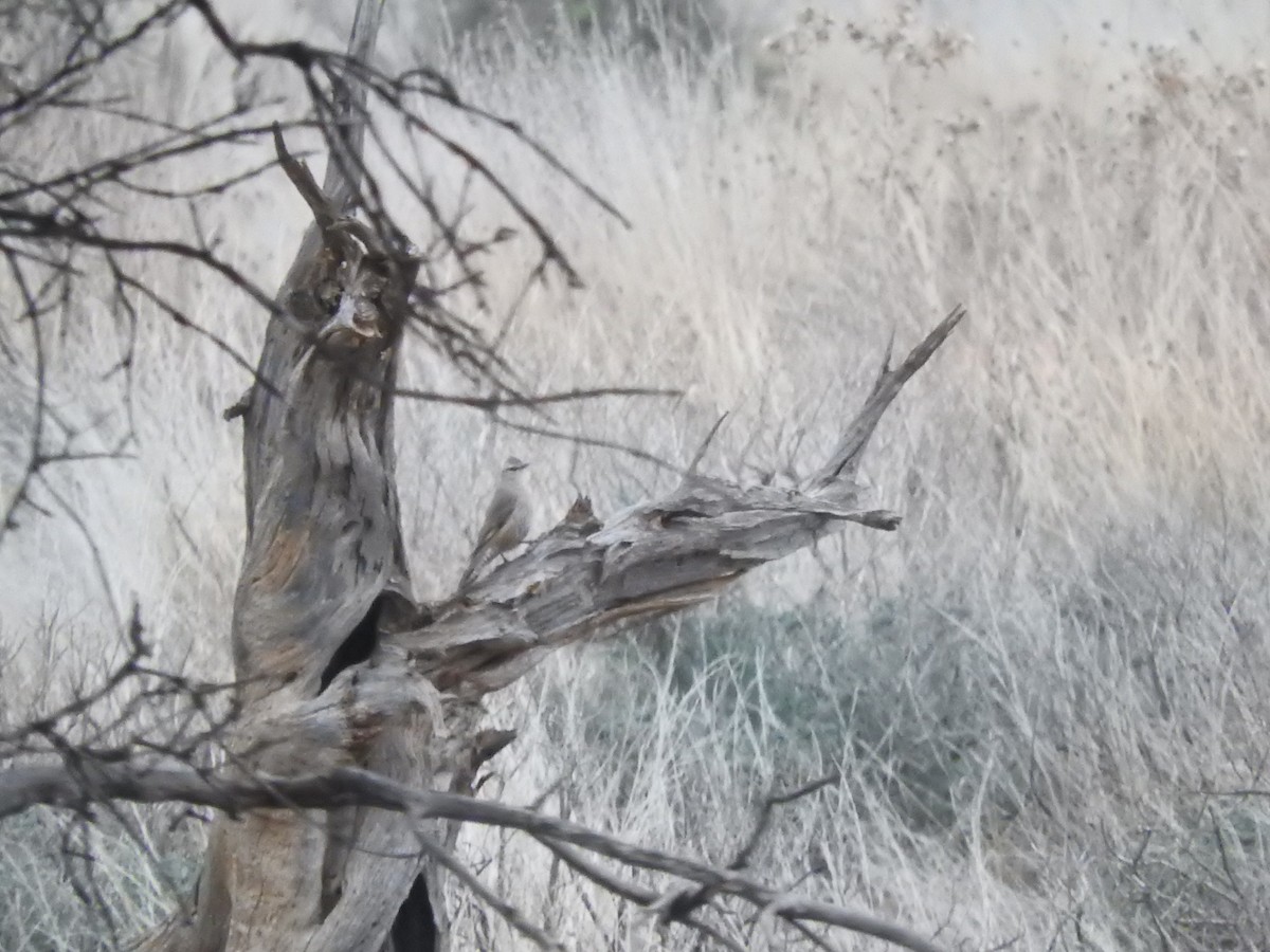 Brown Treecreeper - ML588744561