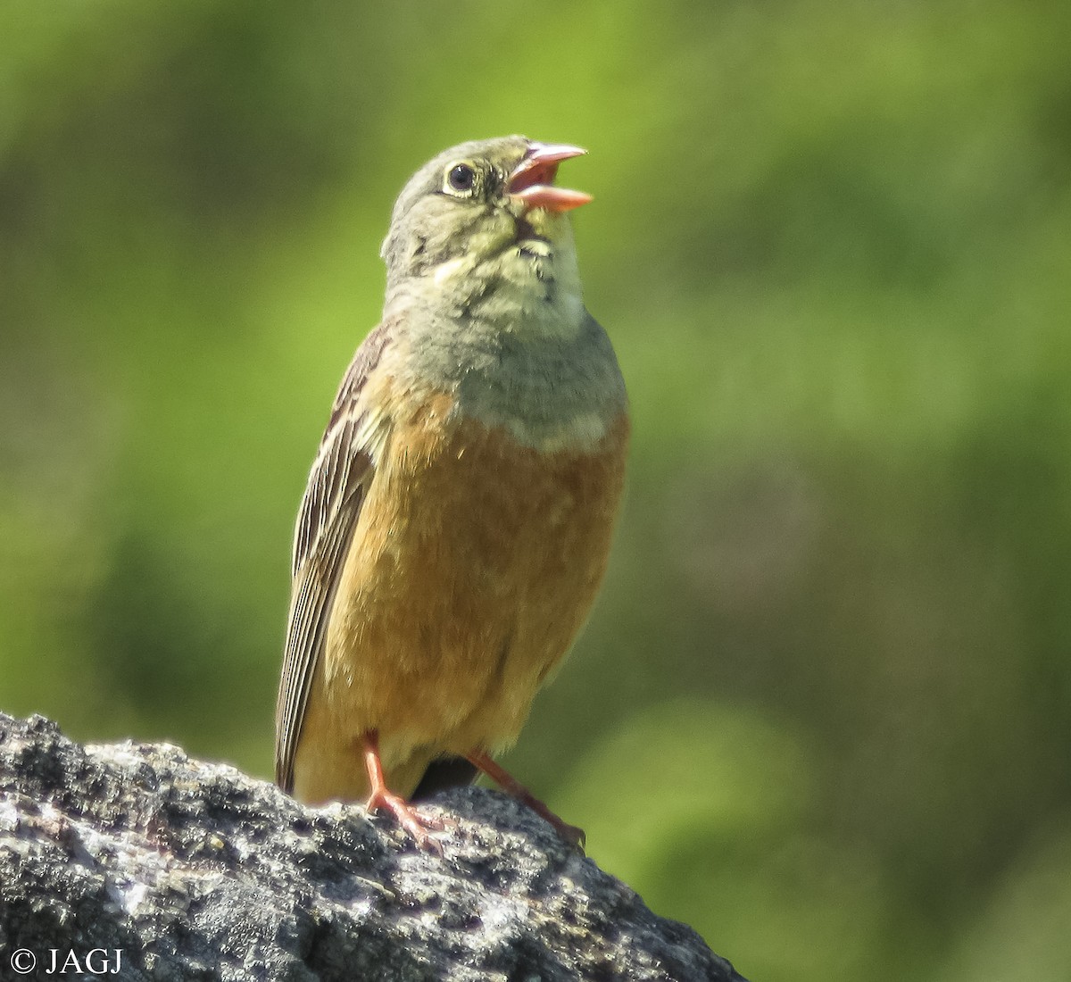 Ortolan Bunting - ML588745321