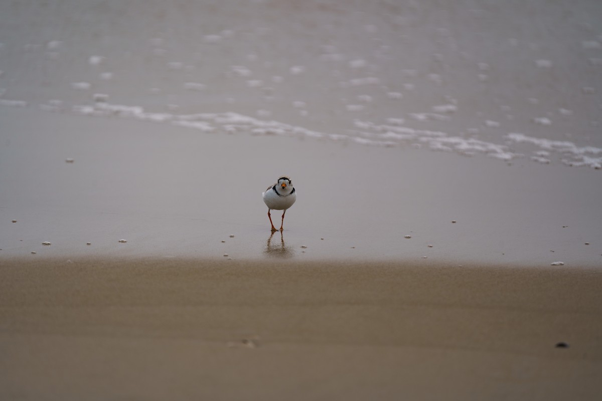 Piping Plover - ML588745681