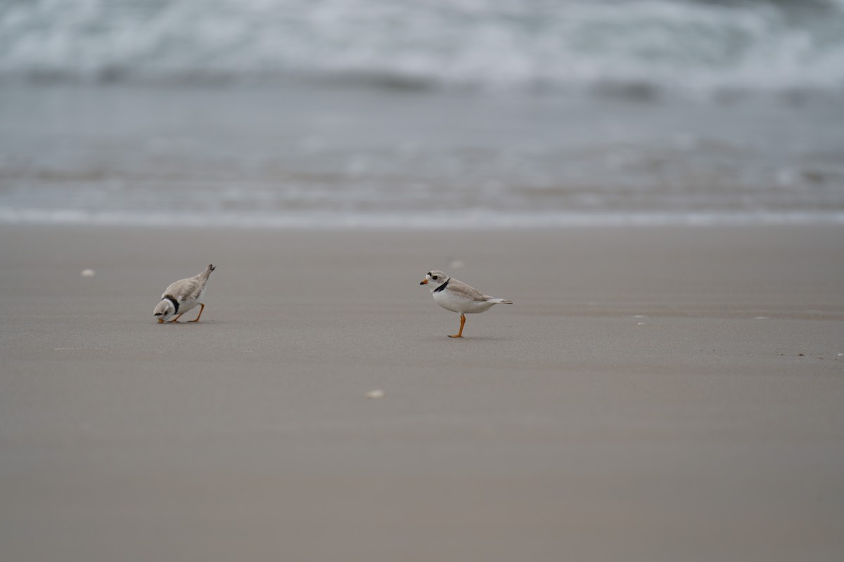 Piping Plover - ML588745711