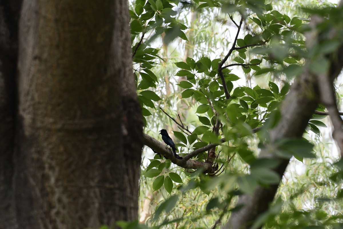 Hair-crested Drongo - ML588745911