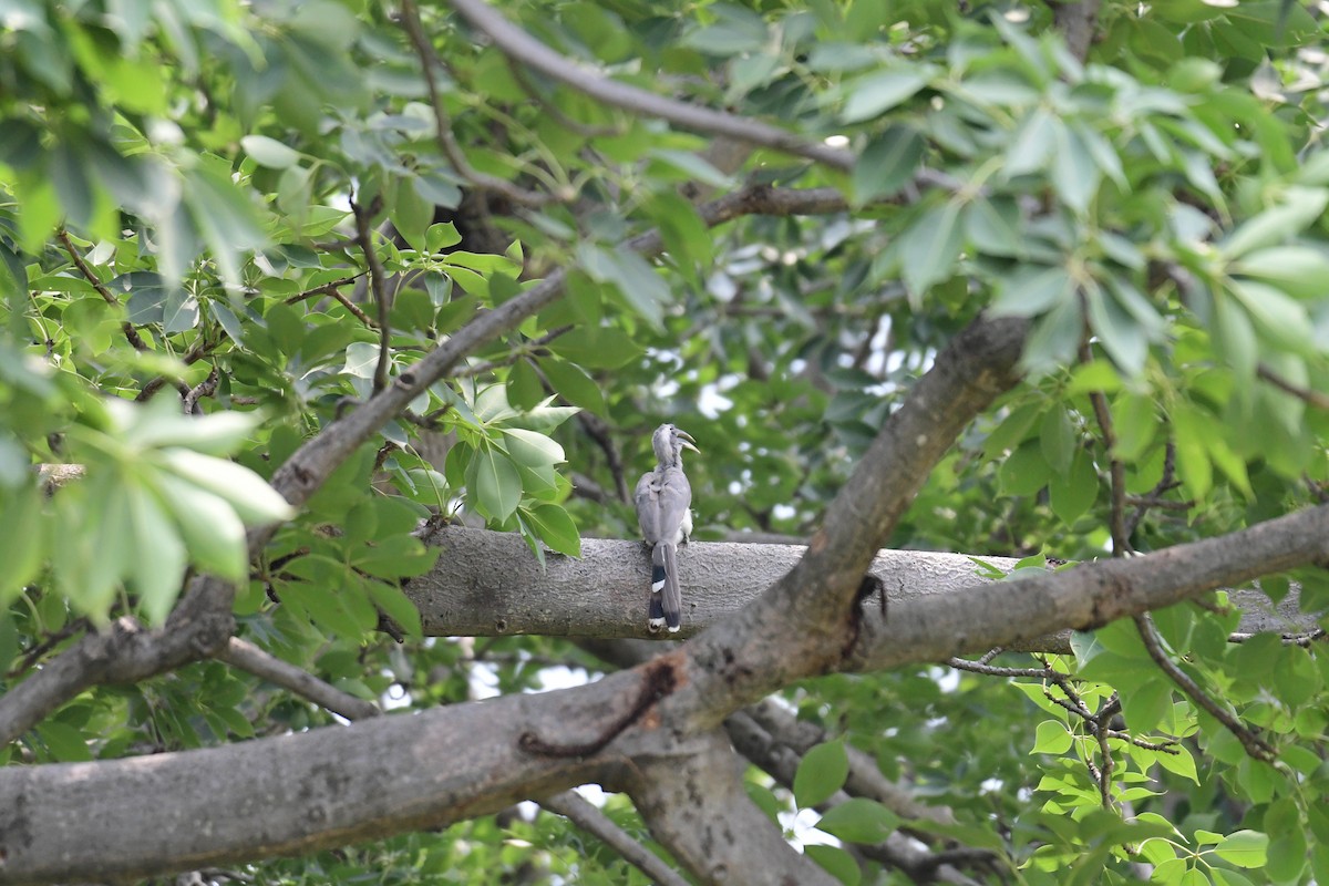 Gray-bellied Cuckoo - ML588746211