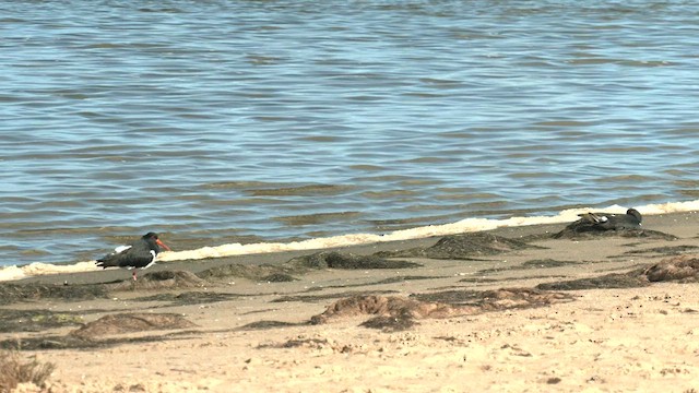 Pied Oystercatcher - ML588746321