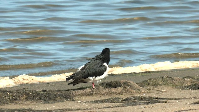 Pied Oystercatcher - ML588746331