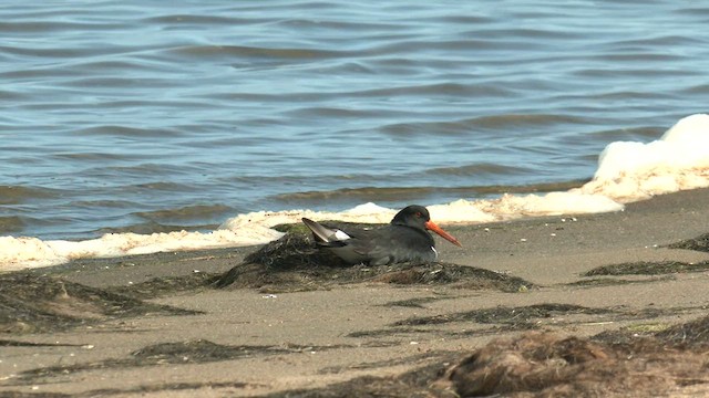 Pied Oystercatcher - ML588746341