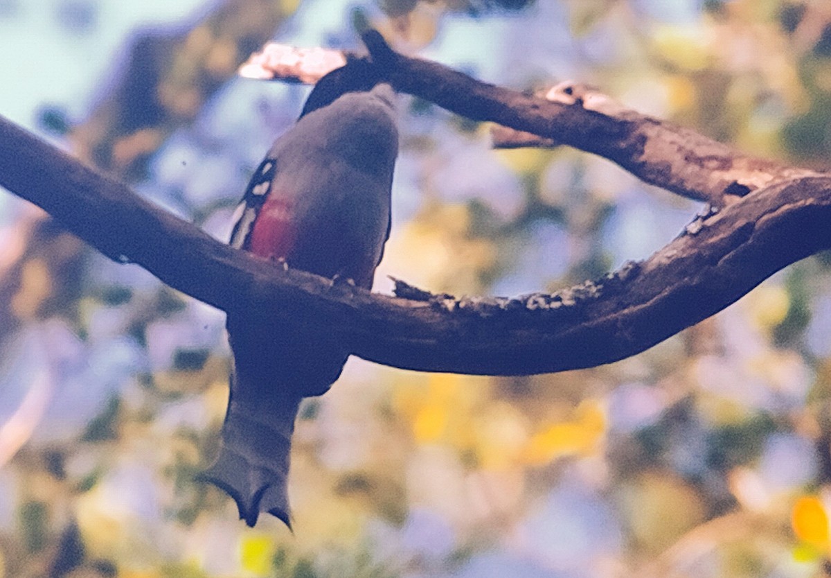 trogon kubánský - ML588747091