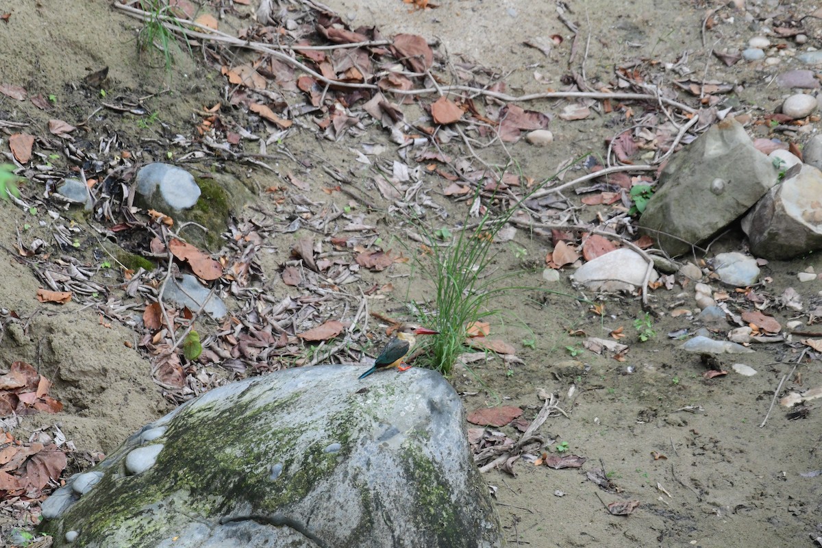 Stork-billed Kingfisher - ML588747121