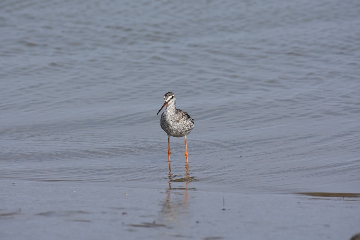 Dunkelwasserläufer - ML588748591