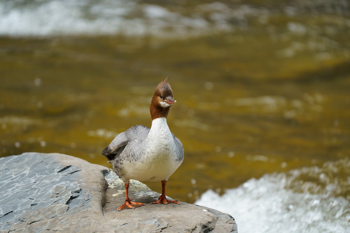 Common Merganser - ML588748751