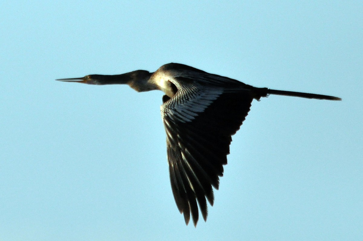 anhinga americká - ML588749291