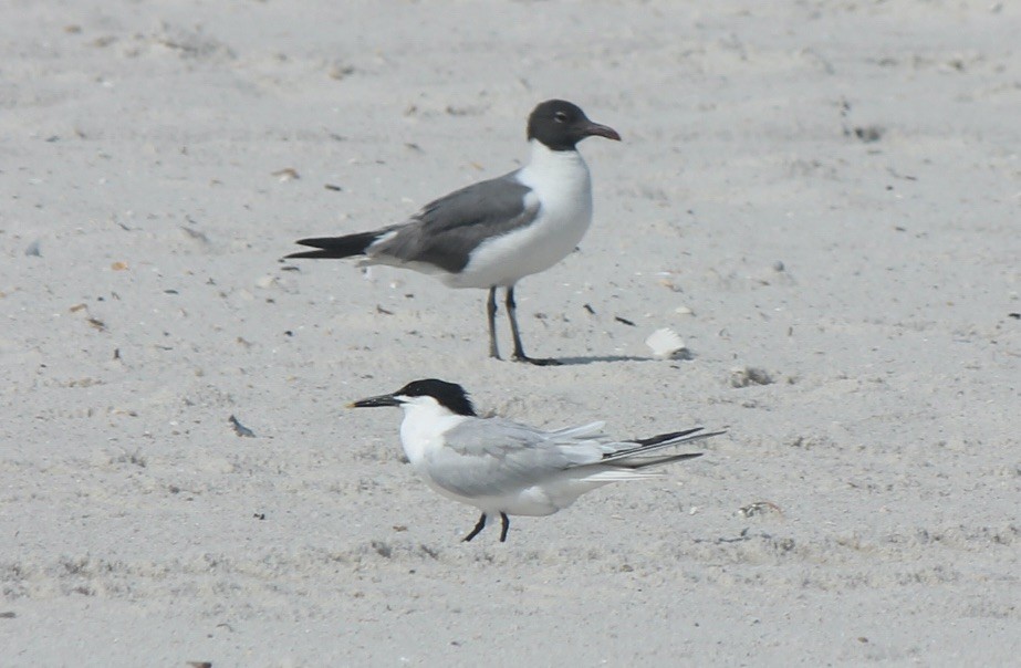 Laughing Gull - ML588750541