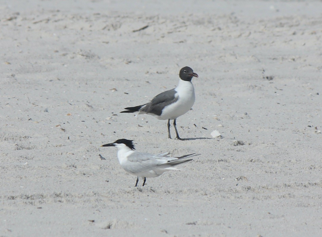 Laughing Gull - ML588750551