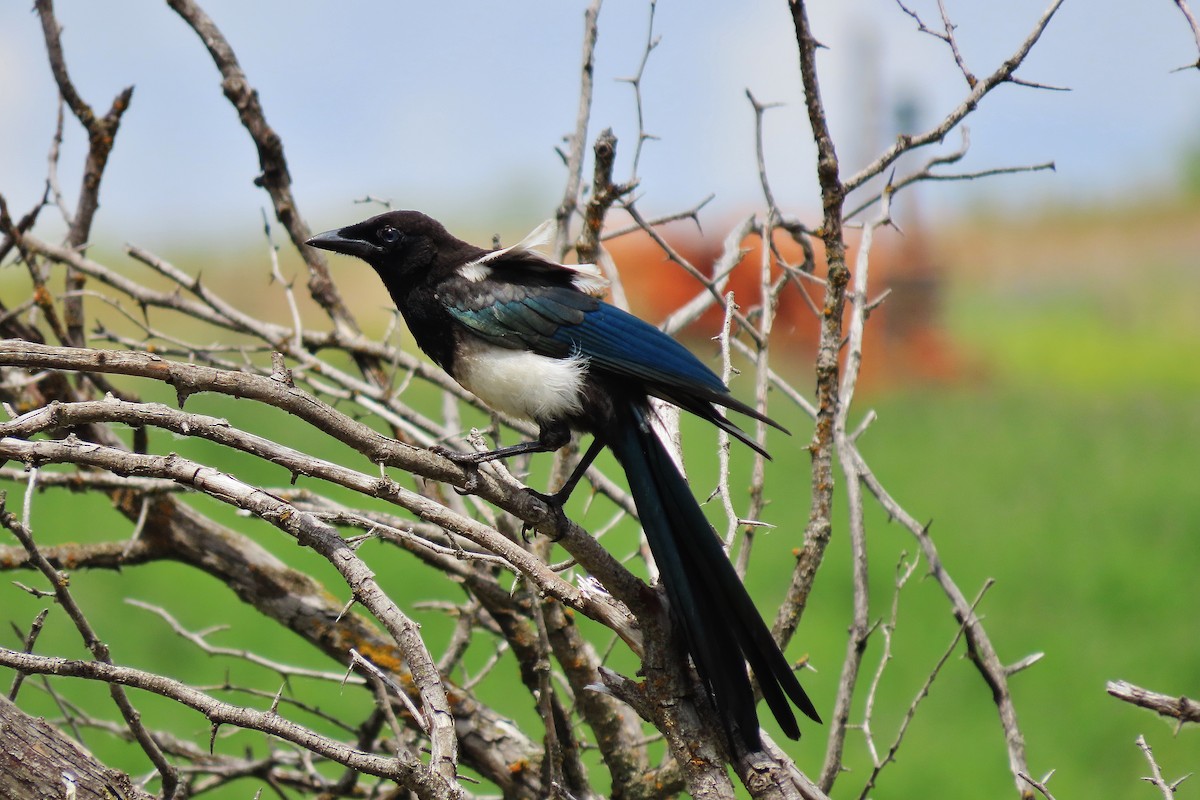 Black-billed Magpie - ML588751041